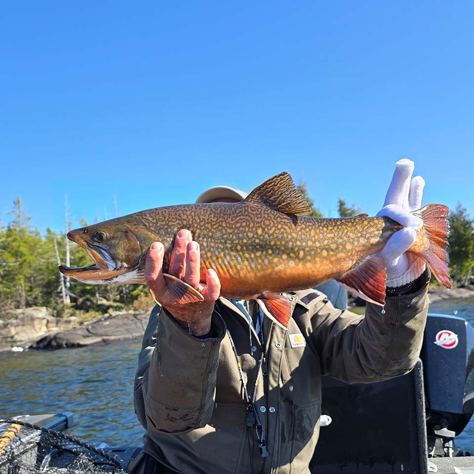 nakina-wilderness-brook-trout